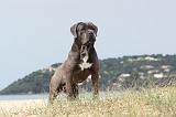 CANE CORSO 172